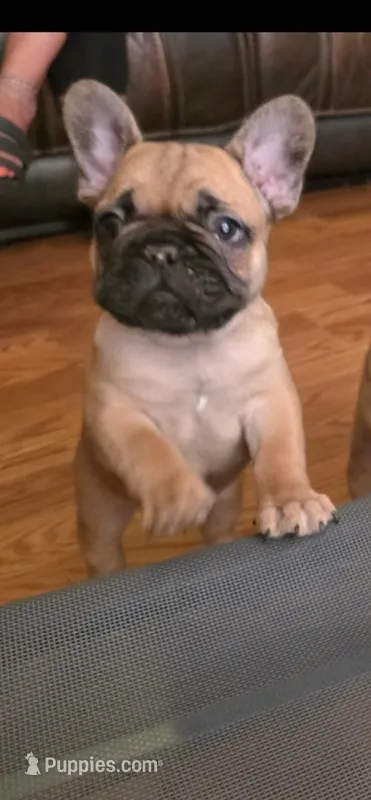 Mufasa – French Bulldog puppy for sale in Reidsville, NC