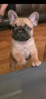 Mufasa, a male French Bulldog for sale in Reidsville, NC – 1 of 6