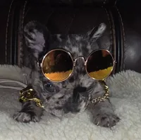 Scar, a male French Bulldog for sale in Reidsville, NC – 4 of 6