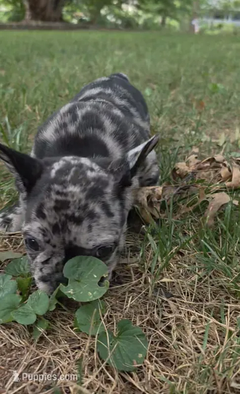 Scar – French Bulldog puppy for sale in Reidsville, NC