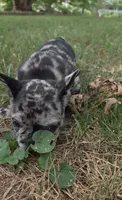 Scar, a male French Bulldog for sale in Reidsville, NC – 1 of 8