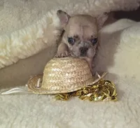 Simba, a male French Bulldog for sale in Reidsville, NC – 2 of 5