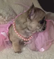 Kiara, a female French Bulldog for sale in Reidsville, NC – 4 of 5