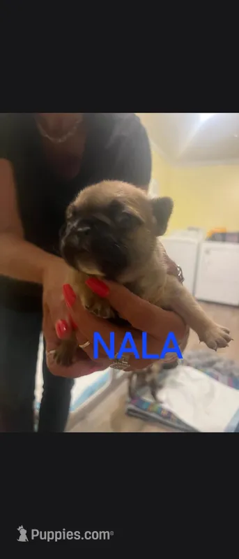 Nala – French Bulldog puppy for sale in Reidsville, NC