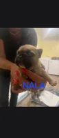 Nala, a female French Bulldog for sale in Reidsville, NC – 1 of 5