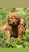 Orange collar, a male Miniature Goldendoodle for sale in Conowingo, MD – 3 of 3