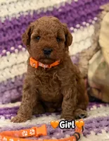 orange collar girl, a female Miniature Goldendoodle for sale in Conowingo, MD – 1 of 1
