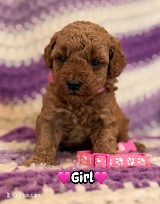 pink collar girl – Miniature Goldendoodle puppy for sale in Conowingo, MD
