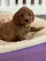 Lime green collar girl, a female Miniature Goldendoodle for sale in Conowingo, MD – 4 of 4