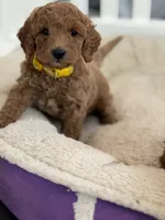 yellow collar girl, a female Miniature Goldendoodle for sale in Conowingo, MD – 3 of 4