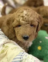 Rascals Boy, a male Miniature Goldendoodle for sale in Conowingo, MD – Photo 4 of 4