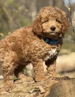 Rascals Boy, a male Miniature Goldendoodle for sale in Conowingo, MD – Photo 2 of 4