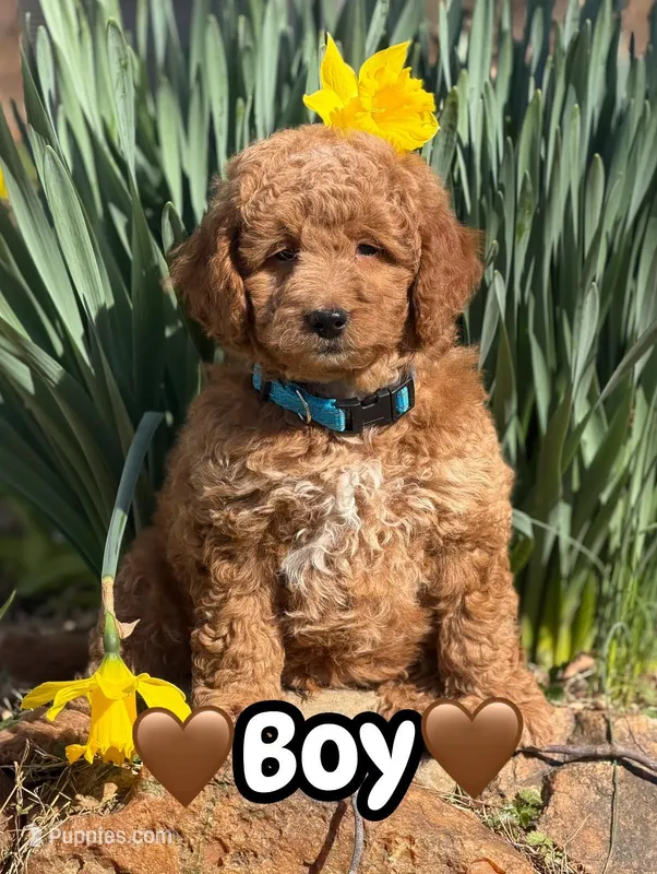 Rascals Boy, a male Miniature Goldendoodle for sale in Conowingo, MD – Photo 1 of 4