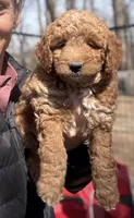 Rascals Boy, a male Miniature Goldendoodle for sale in Conowingo, MD – Photo 3 of 4