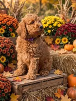PARSLEY, a female Miniature Goldendoodle for sale in Conowingo, MD – 2 of 3