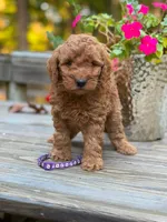 PARSLEY, a female Miniature Goldendoodle for sale in Conowingo, MD – 3 of 3
