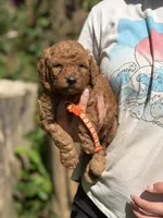 Orange collar, a male Miniature Goldendoodle for sale in Conowingo, MD – 2 of 3