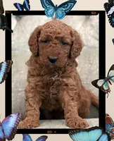 millie, a female Miniature Goldendoodle for sale in Conowingo, MD – 2 of 4