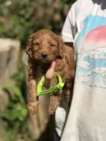 lime green collar, a male Miniature Goldendoodle for sale in Conowingo, MD – 2 of 3