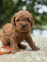 orange collar girl, a female Miniature Goldendoodle for sale in Conowingo, MD – 1 of 3