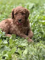 millie, a female Miniature Goldendoodle for sale in Conowingo, MD – 4 of 4