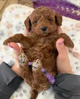 CJ PURPLE, a female Miniature Goldendoodle for sale in Conowingo, MD – Photo 2 of 4