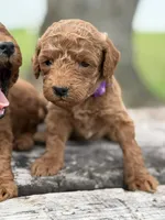 CJ PURPLE, a female Miniature Goldendoodle for sale in Conowingo, MD – Photo 3 of 4