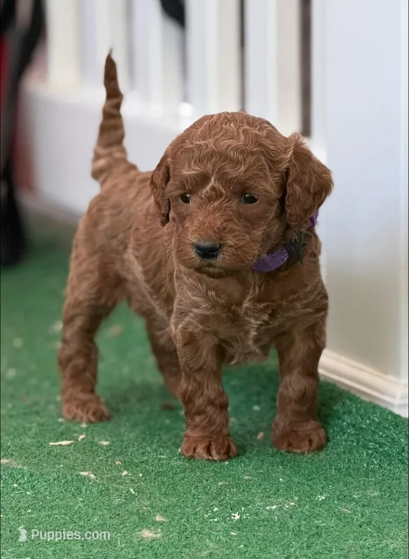CJ PURPLE – Miniature Goldendoodle puppy for sale in Conowingo, MD