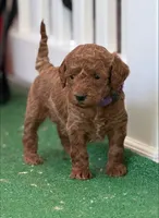CJ PURPLE, a female Miniature Goldendoodle for sale in Conowingo, MD – Photo 1 of 4