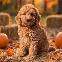 PARSLEY, a female Miniature Goldendoodle for sale in Conowingo, MD – 1 of 3