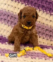 yellow collar girl, a female Miniature Goldendoodle for sale in Conowingo, MD – 1 of 1