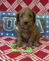 Lime green collar girl, a female Miniature Goldendoodle for sale in Conowingo, MD – 2 of 4