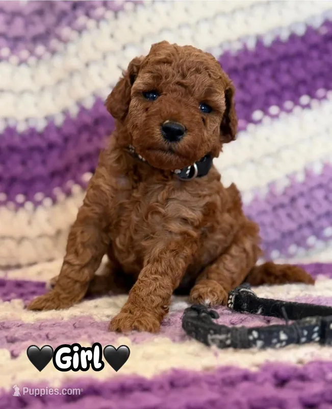 black collar girl – Miniature Goldendoodle puppy for sale in Conowingo, MD