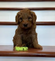 lime green collar, a male Miniature Goldendoodle for sale in Conowingo, MD – 1 of 3