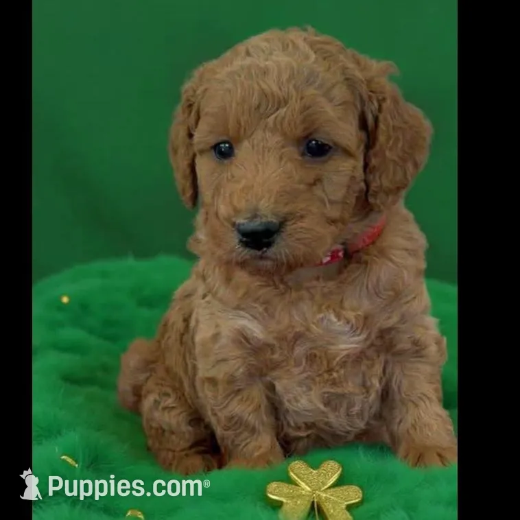 red collar, a female Miniature Goldendoodle for sale in Conowingo, MD – Photo 5 of 5