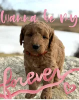 red collar, a female Miniature Goldendoodle for sale in Conowingo, MD – Photo 1 of 5