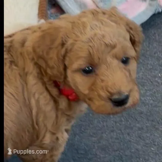 red collar, a female Miniature Goldendoodle for sale in Conowingo, MD – Photo 2 of 5