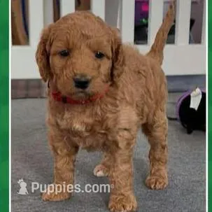 red collar, a female Miniature Goldendoodle for sale in Conowingo, MD – Photo 4 of 5