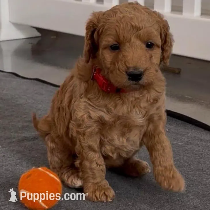 red collar, a female Miniature Goldendoodle for sale in Conowingo, MD – Photo 3 of 5