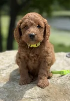 Lime green collar girl, a female Miniature Goldendoodle for sale in Conowingo, MD – 1 of 4