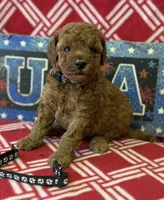 black collar girl, a female Miniature Goldendoodle for sale in Conowingo, MD – 3 of 3