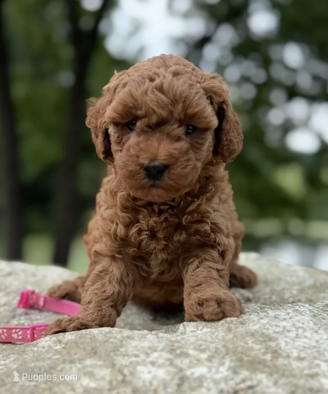 pink collar girl – Miniature Goldendoodle puppy for sale in Conowingo, MD