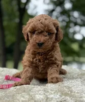 pink collar girl, a female Miniature Goldendoodle for sale in Conowingo, MD – 1 of 3