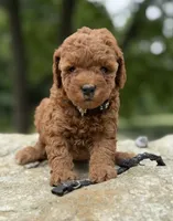 black collar girl, a female Miniature Goldendoodle for sale in Conowingo, MD – 1 of 3