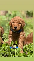 Blue, a male Miniature Goldendoodle for sale in Conowingo, MD – 3 of 3