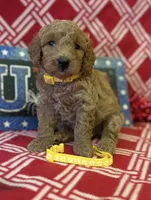 yellow collar girl, a female Miniature Goldendoodle for sale in Conowingo, MD – 2 of 4