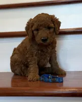 Blue, a male Miniature Goldendoodle for sale in Conowingo, MD – 1 of 3