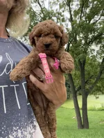 pink collar girl, a female Miniature Goldendoodle for sale in Conowingo, MD – 3 of 3