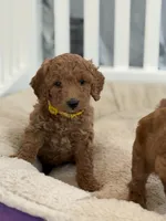 yellow collar girl, a female Miniature Goldendoodle for sale in Conowingo, MD – 4 of 4
