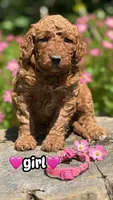 millie, a female Miniature Goldendoodle for sale in Conowingo, MD – 1 of 4